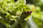 31/05/2019 - 5ds58419 - Seillans (83440)