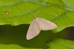15/06/2019 - 5ds59625 - Buno-Bonnevaux (91720)