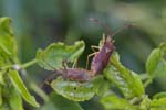 15/06/2019 - 5ds59771 - Buno-Bonnevaux (91720)