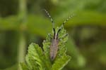 2019-06-23 - 5ds60529 - Saint-Leu-la-Forêt (95320) 2019-06-23 - 5ds60529 - Saint-Leu-la-Forêt (95320)