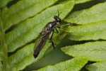 2019-06-23 - 5ds60596 - Saint-Leu-la-Forêt (95320)