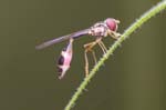 23/06/2019 - 5ds60667 - Saint-Leu-la-Forêt (95320)