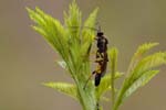 23/06/2019 - 5ds60724 - Saint-Leu-la-Forêt (95320)