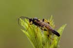 23/06/2019 - 5ds60745 - Saint-Leu-la-Forêt (95320)