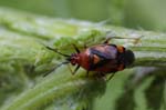 03/07/2019 - 5ds60998 - Saint-Leu-la-Forêt (95320)