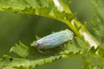 03/07/2019 - 5ds61096 - Saint-Leu-la-Forêt (95320)