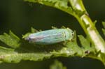 03/07/2019 - 5ds61119 - Saint-Leu-la-Forêt (95320)