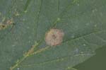 Sclerotiniaceae (4 photos)