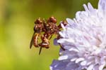 2019-07-05 - 5ds61358 - Carnetin (77400)