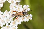 05/07/2019 - 5ds61466 - Carnetin (77400)