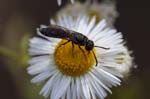 2019-07-07 - 5ds61558 - Moisson (78840)
