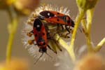 07/07/2019 - 5ds61795 - Moisson (78840)