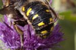 2019-07-10 - 5ds62282 - Bois de Vincennes (75012)