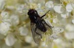 01/08/2019 - 5ds64061 - Bessans (73480)