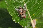 02/08/2019 - 5ds64835 - Bessans (73480)