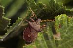 02/08/2019 - 5ds64907 - Bessans (73480)