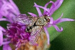 02/08/2019 - 5ds65110 - Bessans (73480)