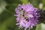 2019-08-02 - 5ds65130 - Bessans (73480)