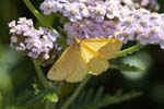 2019-08-04 - 5ds65947 - Bonneval-sur-Arc (73480)