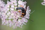 05/08/2019 - 5ds66122 - Bessans (73480)