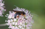 05/08/2019 - 5ds66125 - Bessans (73480)
