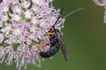 05/08/2019 - 5ds66126 - Bessans (73480)