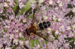 05/08/2019 - 5ds66146 - Bessans (73480)