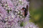 05/08/2019 - 5ds66167 - Bessans (73480)