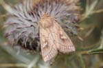 05/08/2019 - 5ds66366 - Bessans (73480)