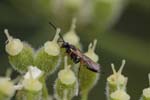 05/08/2019 - 5ds66483 - Bessans (73480)