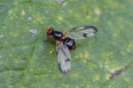 05/08/2019 - 5ds66583 - Bessans (73480)