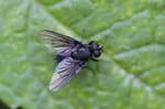 05/08/2019 - 5ds66616 - Bessans (73480)