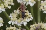 2019-08-06 - 5ds66893 - Bonneval-sur-Arc (73480) 2019-08-06 - 5ds66893 - Bonneval-sur-Arc (73480)