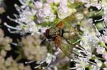 08/08/2019 - 5ds67712 - Bessans (73480)