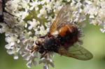 08/08/2019 - 5ds67734 - Bessans (73480)