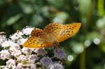 08/08/2019 - 5ds67858 - Bessans (73480)