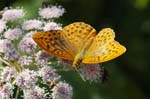 08/08/2019 - 5ds67884 - Bessans (73480)