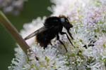 08/08/2019 - 5ds67888 - Bessans (73480)