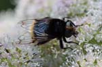 08/08/2019 - 5ds67901 - Bessans (73480)