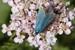 2019-08-08 - 5ds68456 - Bonneval-sur-Arc (73480)