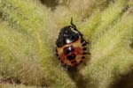 09/08/2019 - 5ds68696 - Bessans (73480)