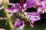 2019-08-09 - 5ds68718 - Bessans (73480)