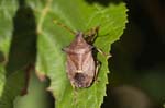 09/08/2019 - 5ds68737 - Bessans (73480)