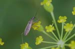 2019-08-19 - 5ds69699 - Saint-Leu-la-Forêt (95320)