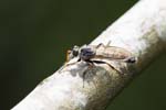 19/08/2019 - 5ds69808 - Saint-Leu-la-Forêt (95320)