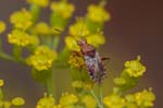 19/08/2019 - 5ds69905 - Saint-Leu-la-Forêt (95320)
