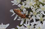 2019-08-19 - 5ds70076 - Saint-Leu-la-Forêt (95320)