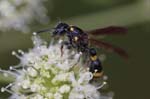20/08/2019 - 5ds70267 - Gretz-Armainvilliers (77220)