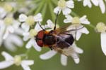 20/08/2019 - 5ds70373 - Gretz-Armainvilliers (77220)