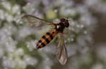 31/08/2019 - 5ds71539 - Plédéliac (22270)